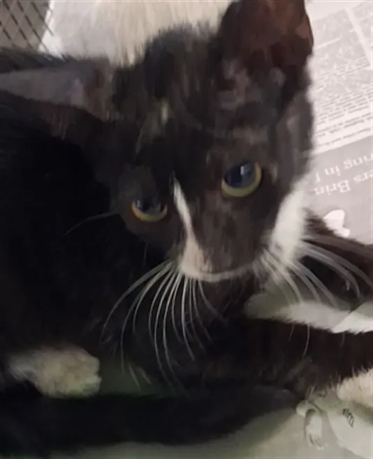 Adoptable Cat
