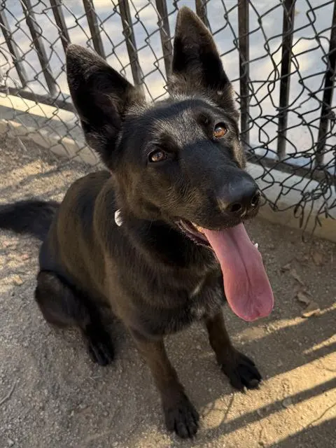 Xena