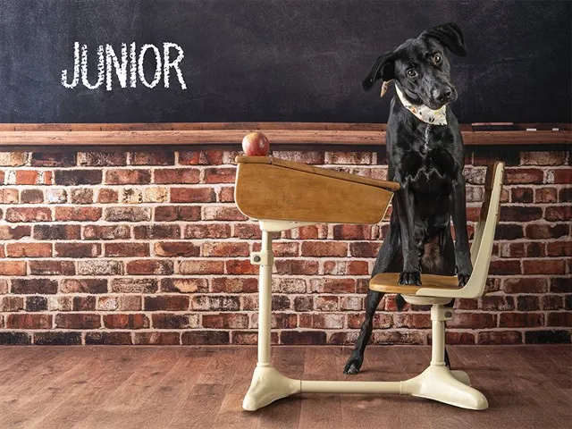 Junior