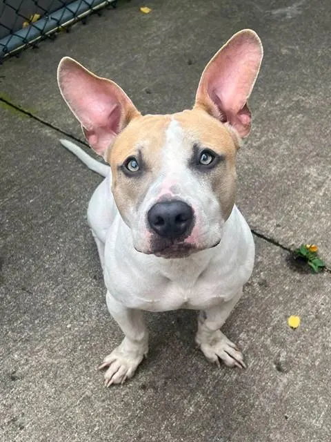 Archie