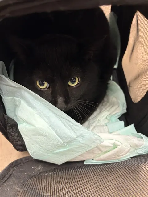 Blackie