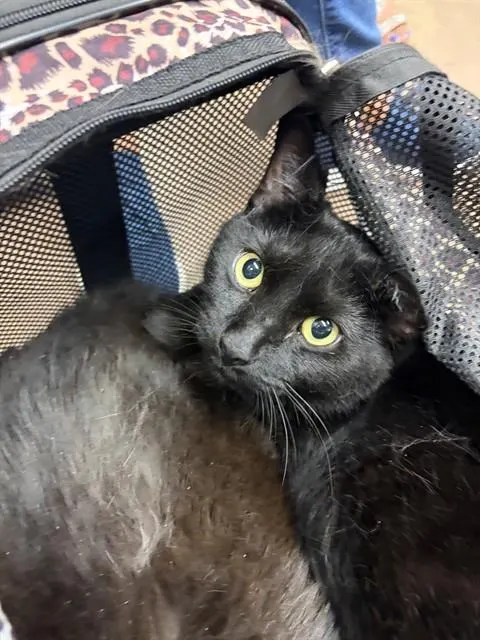 Luna