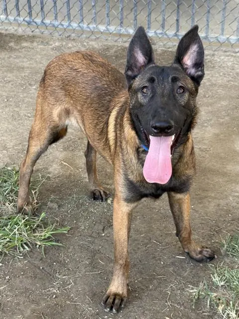 Silas