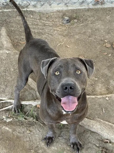 Bellatrix