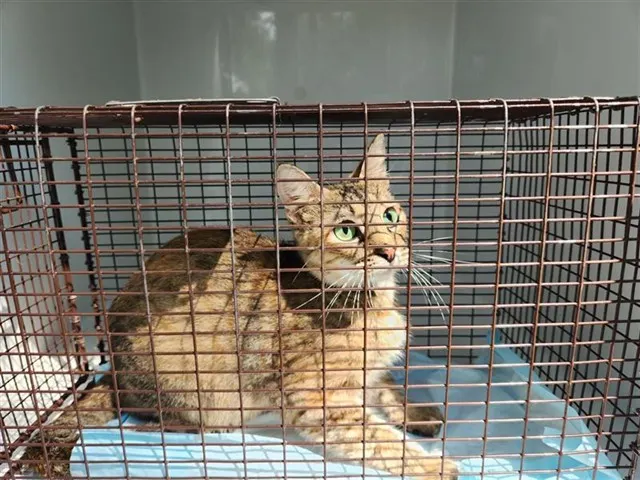 Adoptable Cat