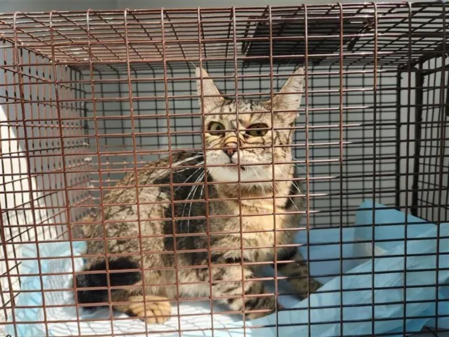 Adoptable Cat