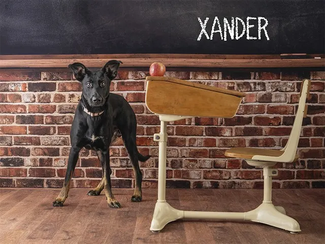 Xander