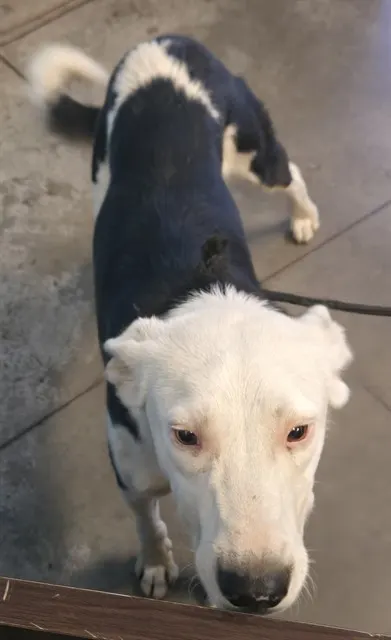 Adoptable Dog