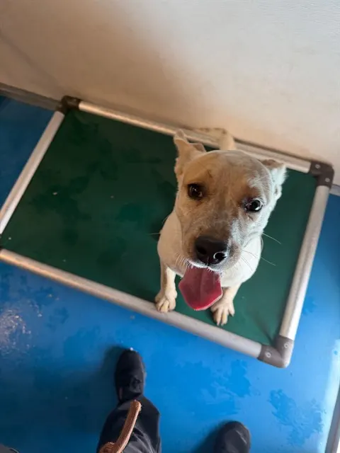 Adoptable Dog