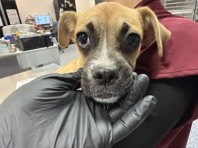 Adoptable Dog