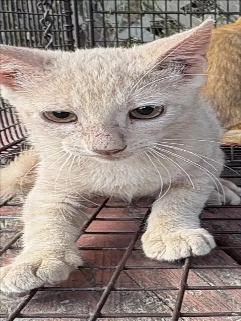 Adoptable Cat
