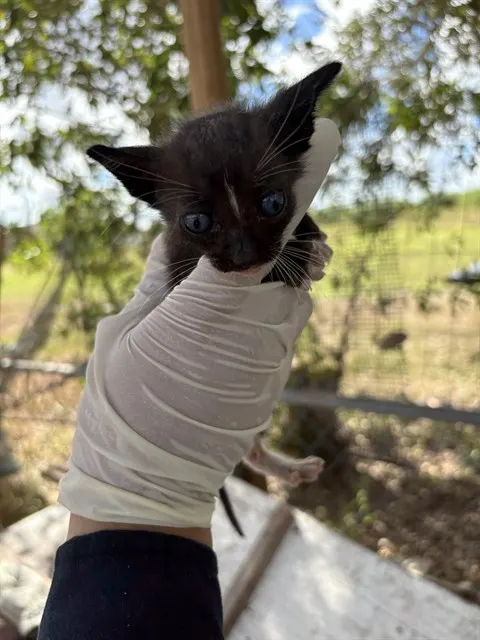 Adoptable Cat
