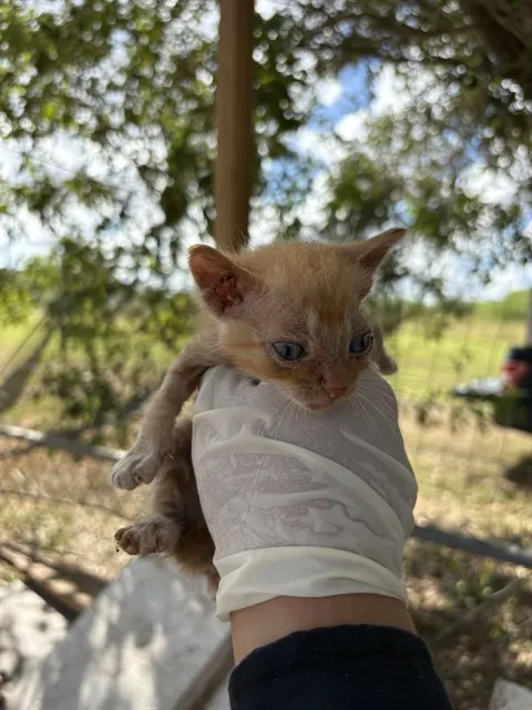 Adoptable Cat
