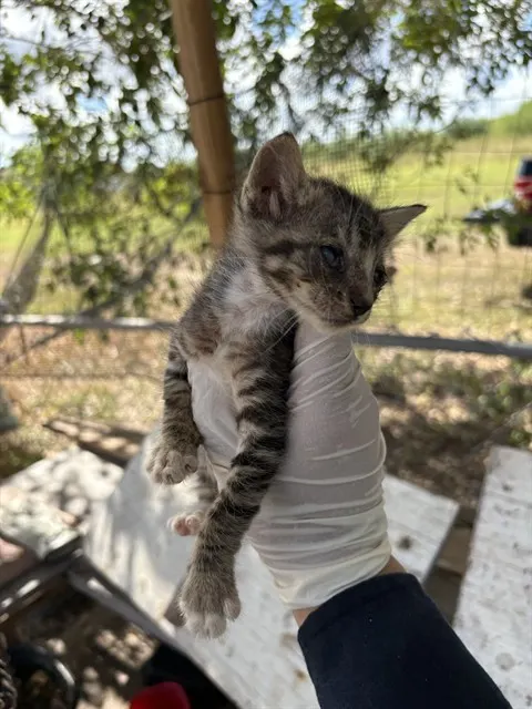 Adoptable Cat