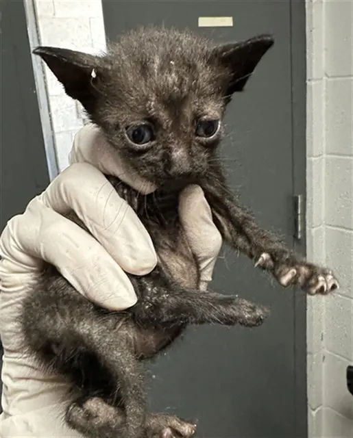 Adoptable Cat