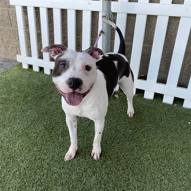 Adoptable Dog