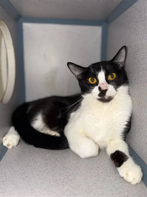 Oreo
