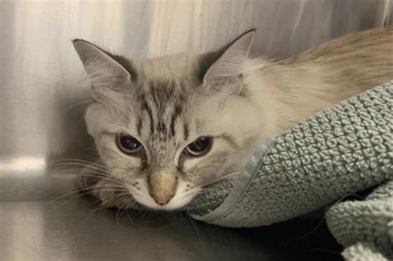Adoptable Cat