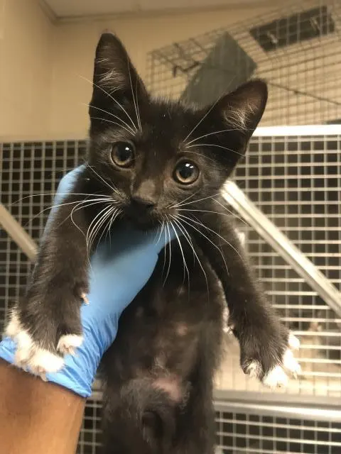 Adoptable Cat