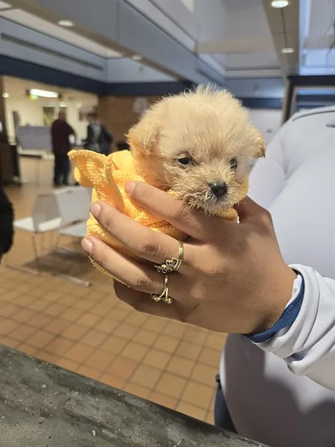 Adoptable Dog