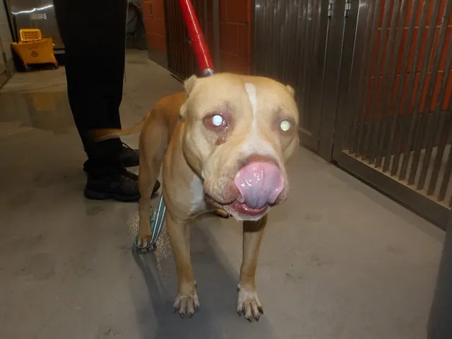 Adoptable Dog