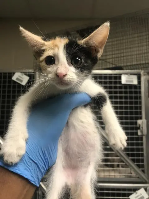 Adoptable Cat