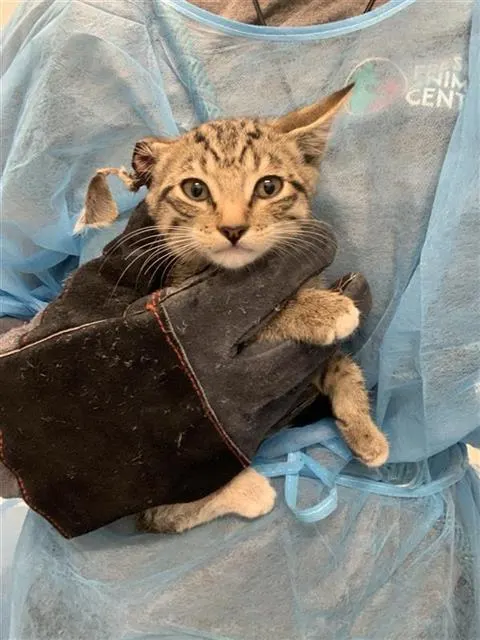 Adoptable Cat