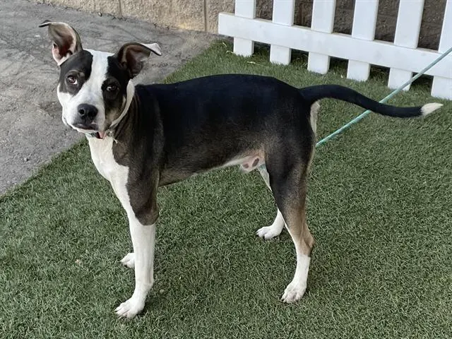 Adoptable Dog