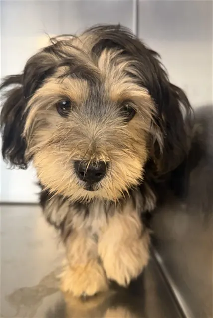Charlie