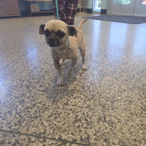 Adoptable Dog