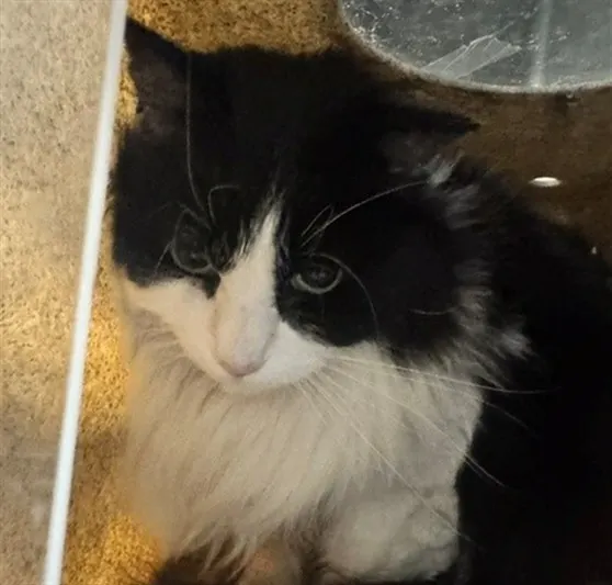 Luca