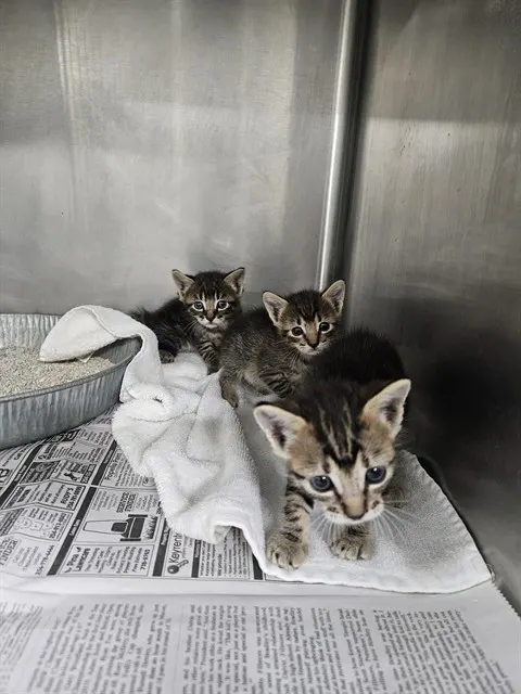 Adoptable Cat
