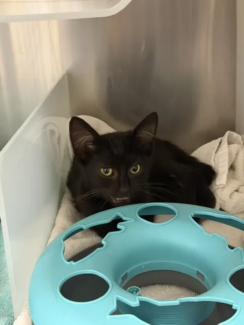 Adoptable Cat