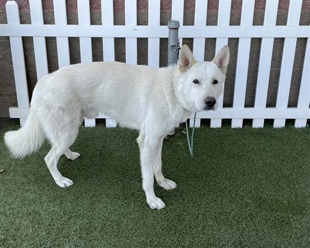 Adoptable Dog