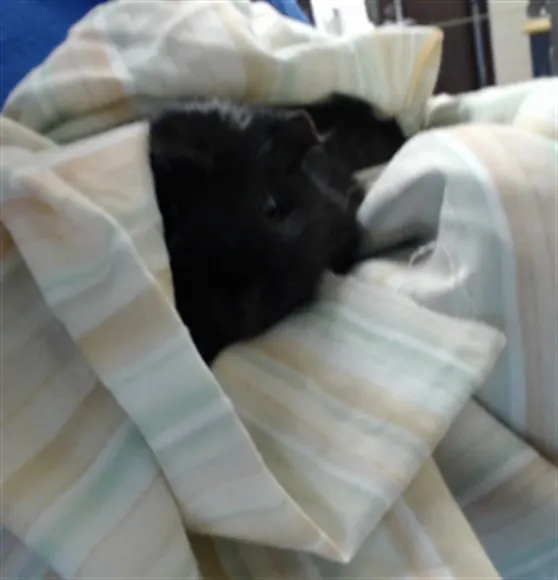 Onyx