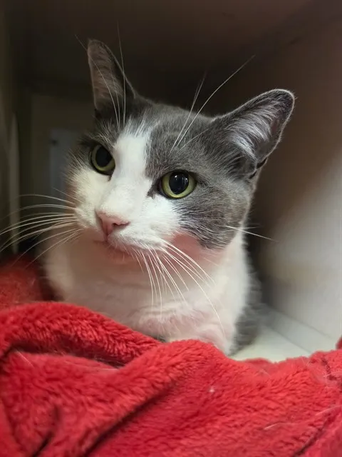 Tom