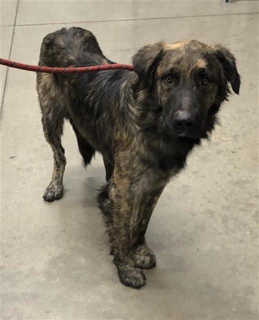 Kona