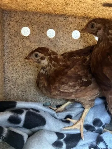 Eggatha