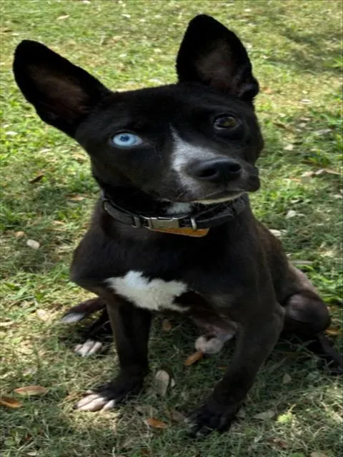 Baron Von Bark