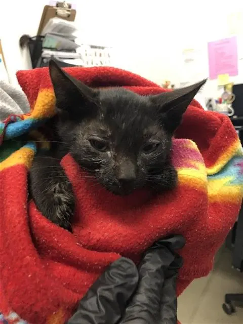 Adoptable Cat