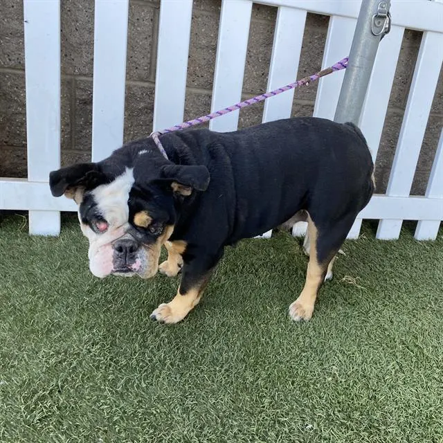 Adoptable Dog