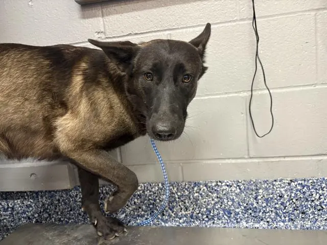 Adoptable Dog