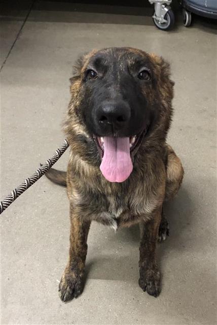 Adoptable Dog
