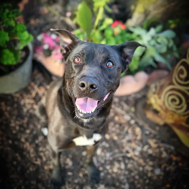 Buddy