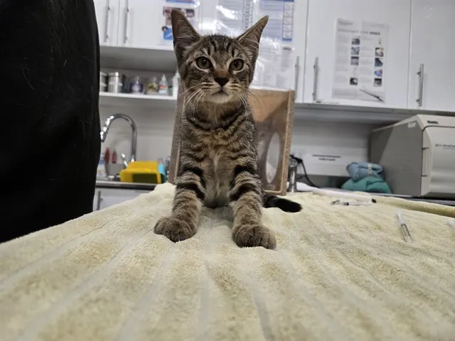 Kristoff