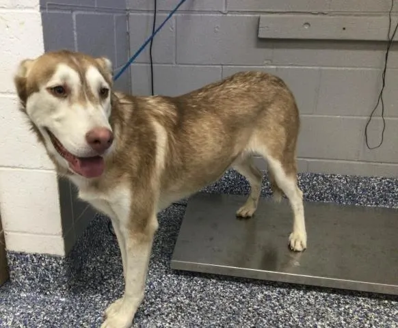 Adoptable Dog