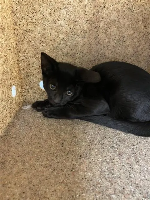 Cleo