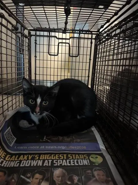 Adoptable Cat