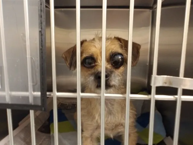 Adoptable Dog