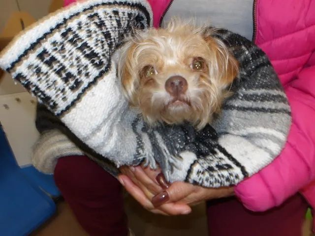 Adoptable Dog